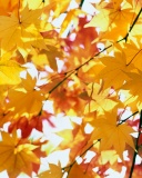 Autumn.jpg