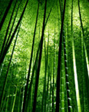 Bamboo_Forest.jpg