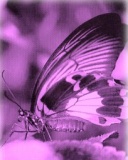 Butterfly_1.jpg