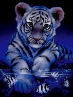 Baby_Tiger.jpg